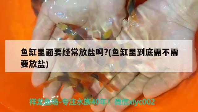 魚缸里面要經(jīng)常放鹽嗎?(魚缸里到底需不需要放鹽)