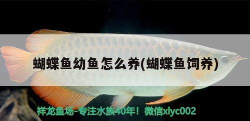 蝴蝶魚幼魚怎么養(yǎng)(蝴蝶魚飼養(yǎng)) 蝴蝶鯉