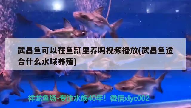 武昌魚可以在魚缸里養(yǎng)嗎視頻播放(武昌魚適合什么水域養(yǎng)殖) 祥龍進(jìn)口元寶鳳凰魚