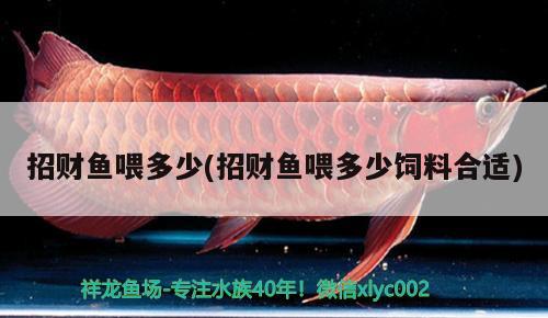 招財(cái)魚(yú)喂多少(招財(cái)魚(yú)喂多少飼料合適) 觀賞魚(yú)