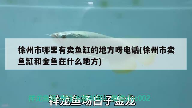 徐州市哪里有賣魚缸的地方呀電話(徐州市賣魚缸和金魚在什么地方)