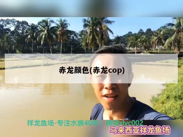 赤龍顏色(赤龍cop)