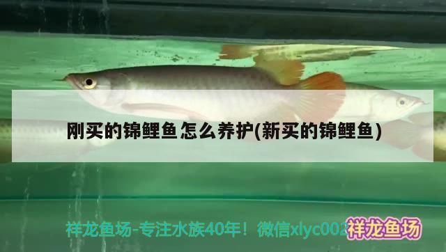 剛買的錦鯉魚怎么養(yǎng)護(新買的錦鯉魚)