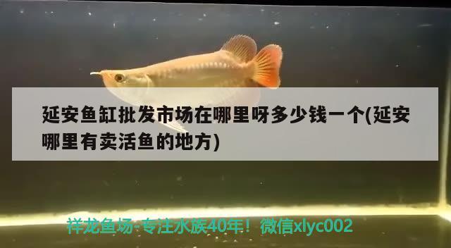 延安魚(yú)缸批發(fā)市場(chǎng)在哪里呀多少錢一個(gè)(延安哪里有賣活魚(yú)的地方)