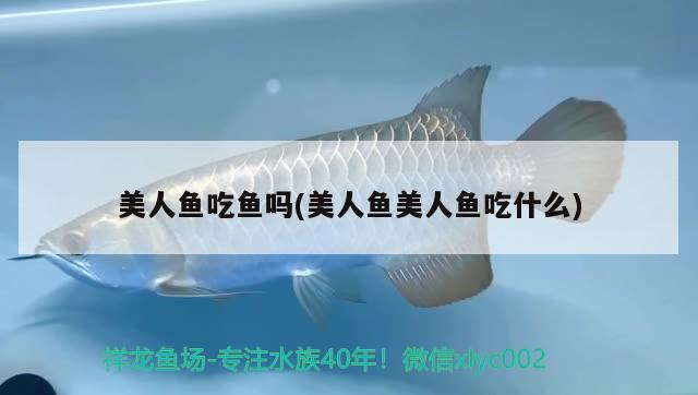 美人魚(yú)吃魚(yú)嗎(美人魚(yú)美人魚(yú)吃什么) 觀賞魚(yú)