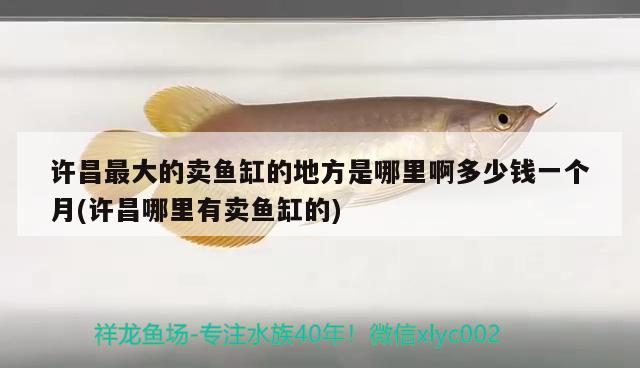 許昌最大的賣(mài)魚(yú)缸的地方是哪里啊多少錢(qián)一個(gè)月(許昌哪里有賣(mài)魚(yú)缸的) 元寶鯽