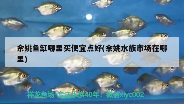 余姚魚缸哪里買便宜點(diǎn)好(余姚水族市場在哪里)