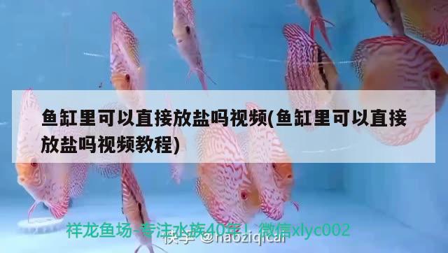 魚缸里可以直接放鹽嗎視頻(魚缸里可以直接放鹽嗎視頻教程)