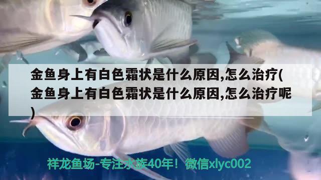 金魚身上有白色霜狀是什么原因,怎么治療(金魚身上有白色霜狀是什么原因,怎么治療呢) 觀賞魚