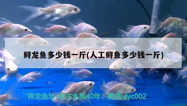 鱘龍魚多少錢一斤(人工鱘魚多少錢一斤) 觀賞魚 第3張