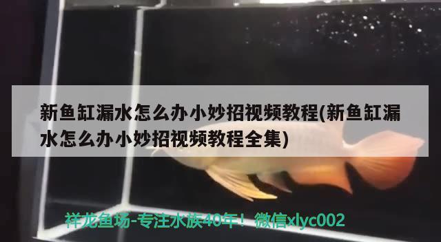 新魚缸漏水怎么辦小妙招視頻教程(新魚缸漏水怎么辦小妙招視頻教程全集) 福滿鉆魚