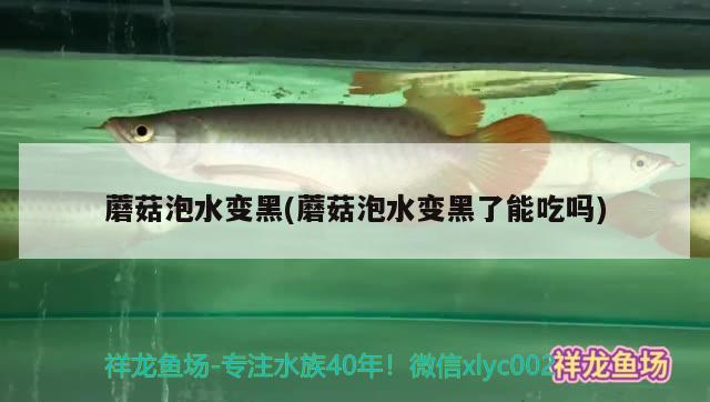 蘑菇泡水變黑(蘑菇泡水變黑了能吃嗎) 觀賞魚