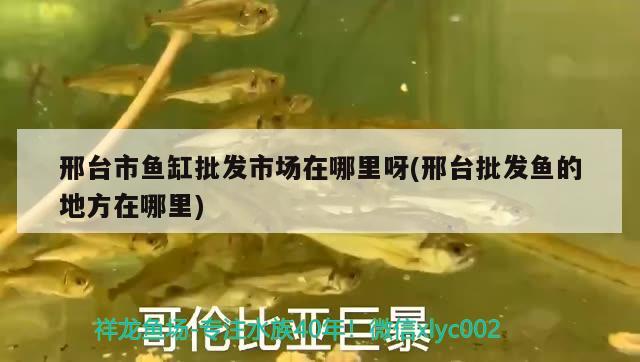 邢臺(tái)市魚缸批發(fā)市場(chǎng)在哪里呀(邢臺(tái)批發(fā)魚的地方在哪里) 三間鼠魚苗