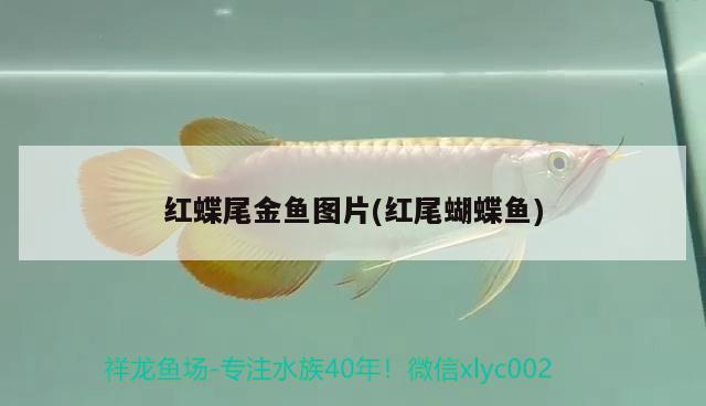 紅蝶尾金魚圖片(紅尾蝴蝶魚) 蝴蝶鯉