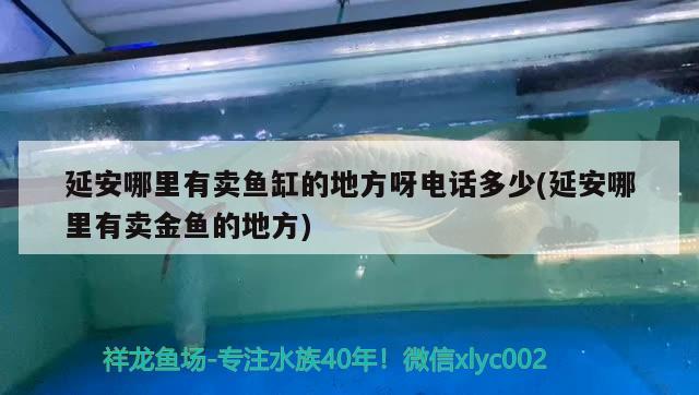 延安哪里有賣魚缸的地方呀電話多少(延安哪里有賣金魚的地方) 巴西亞魚