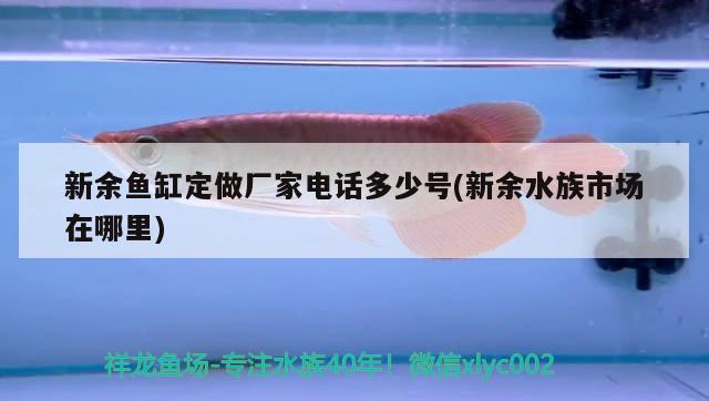 新余魚(yú)缸定做廠家電話多少號(hào)(新余水族市場(chǎng)在哪里) 帝王血鉆魚(yú)