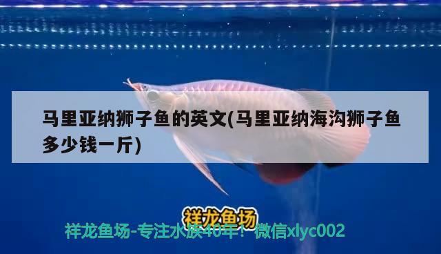 馬里亞納獅子魚的英文(馬里亞納海溝獅子魚多少錢一斤)