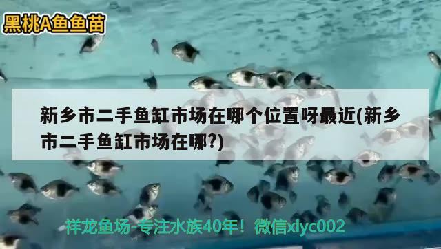 新鄉(xiāng)市二手魚缸市場在哪個位置呀最近(新鄉(xiāng)市二手魚缸市場在哪?) 帝王迷宮