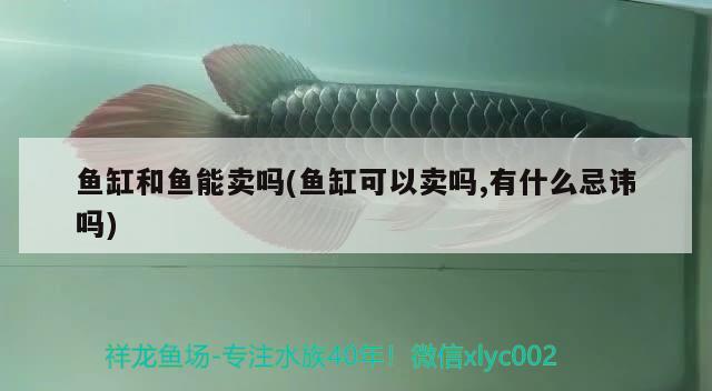 魚(yú)缸和魚(yú)能賣(mài)嗎(魚(yú)缸可以賣(mài)嗎,有什么忌諱嗎)