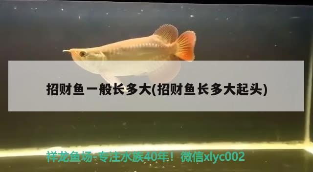 招財魚一般長多大(招財魚長多大起頭) 觀賞魚