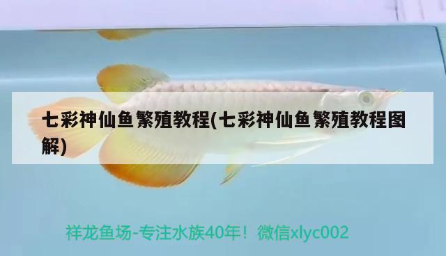 七彩神仙魚(yú)繁殖教程(七彩神仙魚(yú)繁殖教程圖解) 七彩神仙魚(yú)