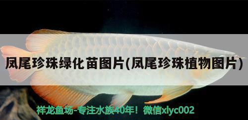 鳳尾珍珠綠化苗圖片(鳳尾珍珠植物圖片) 觀賞魚(yú)