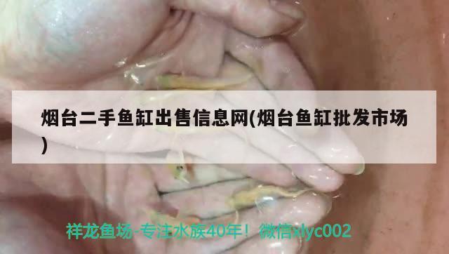 煙臺二手魚缸出售信息網(wǎng)(煙臺魚缸批發(fā)市場)