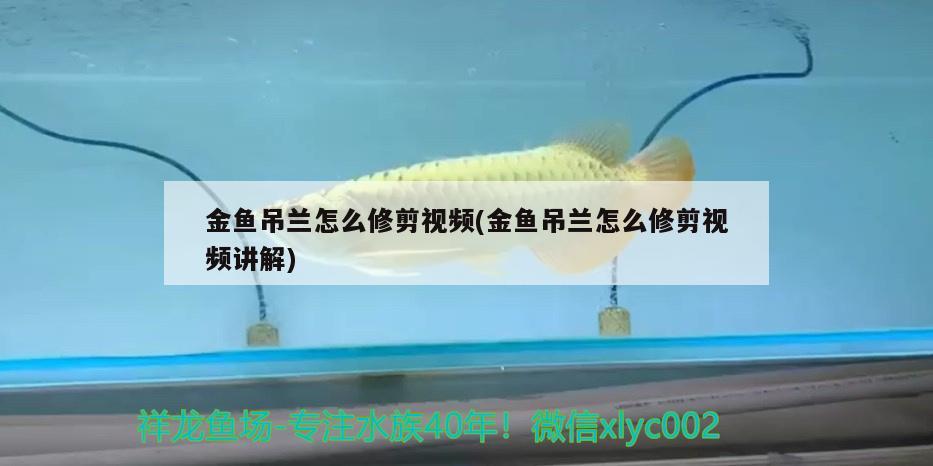 金魚吊蘭怎么修剪視頻(金魚吊蘭怎么修剪視頻講解) 觀賞魚