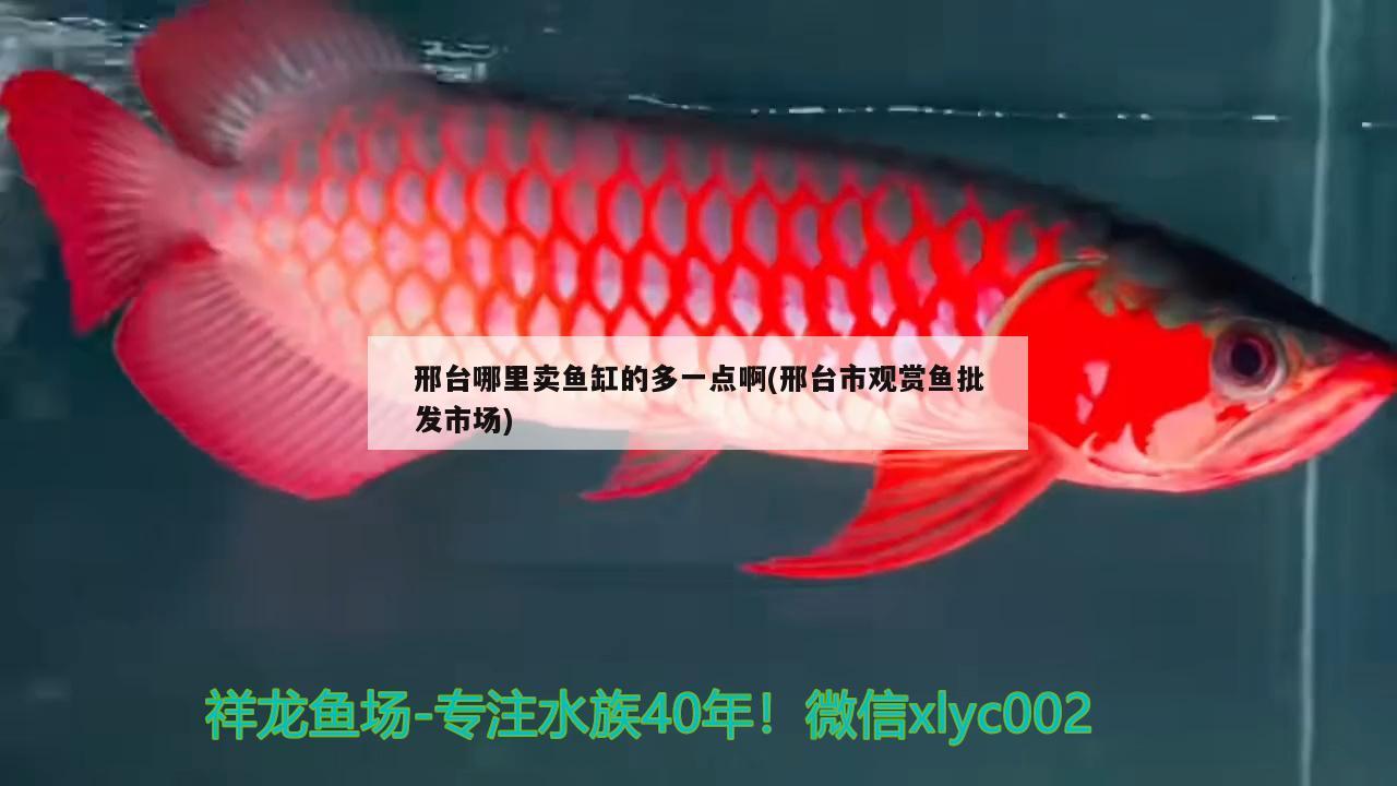 邢臺哪里賣魚缸的多一點(diǎn)啊(邢臺市觀賞魚批發(fā)市場)