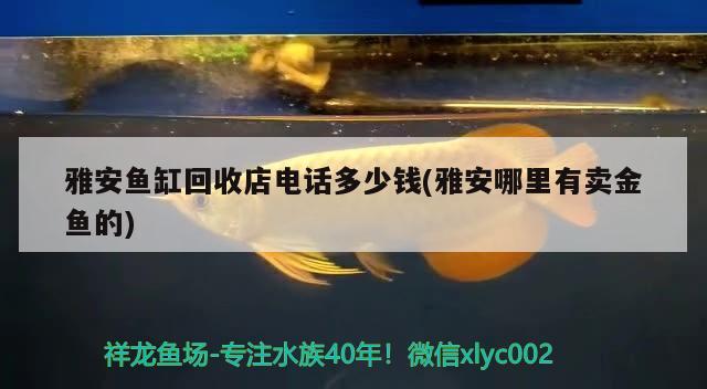 雅安魚缸回收店電話多少錢(雅安哪里有賣金魚的) 三間鼠魚苗