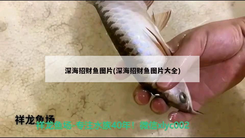 深海招財(cái)魚圖片(深海招財(cái)魚圖片大全)