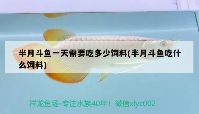 半月斗魚一天需要吃多少飼料(半月斗魚吃什么飼料)