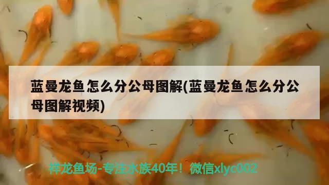 藍曼龍魚怎么分公母圖解(藍曼龍魚怎么分公母圖解視頻) 觀賞魚