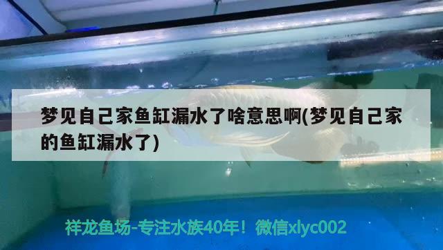 夢見自己家魚缸漏水了啥意思啊(夢見自己家的魚缸漏水了) 黃金斑馬魚