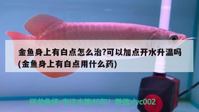 金魚身上有白點怎么治?可以加點開水升溫嗎(金魚身上有白點用什么藥) 觀賞魚