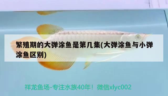 繁殖期的大彈涂魚是第幾集(大彈涂魚與小彈涂魚區(qū)別)