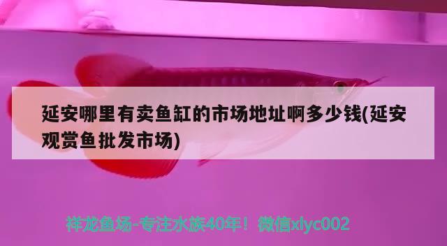 延安哪里有賣魚缸的市場地址啊多少錢(延安觀賞魚批發(fā)市場) 觀賞魚批發(fā)