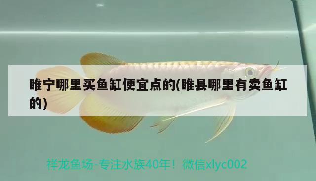 睢寧哪里買魚缸便宜點的(睢縣哪里有賣魚缸的) 戰(zhàn)車紅龍魚