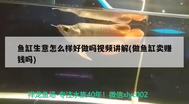 魚缸生意怎么樣好做嗎視頻講解(做魚缸賣賺錢嗎)