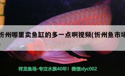 忻州哪里賣魚缸的多一點(diǎn)啊視頻(忻州魚市場(chǎng))