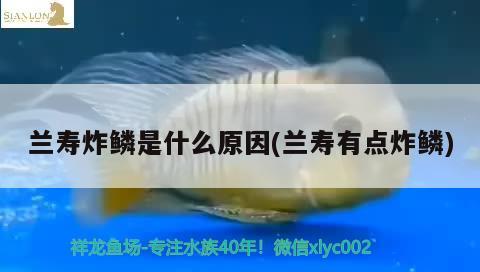 蘭壽炸鱗是什么原因(蘭壽有點(diǎn)炸鱗) 觀賞魚(yú)