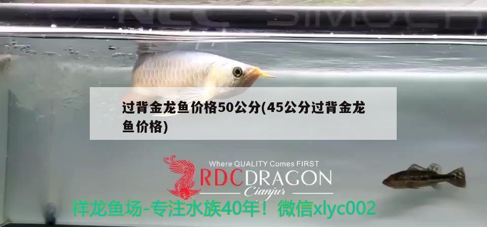 過(guò)背金龍魚(yú)價(jià)格50公分(45公分過(guò)背金龍魚(yú)價(jià)格) 過(guò)背金龍魚(yú)