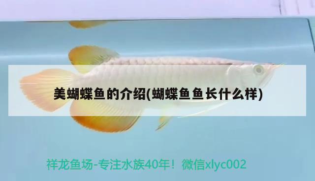 美蝴蝶魚的介紹(蝴蝶魚魚長什么樣)