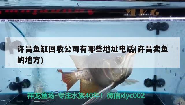 許昌魚缸回收公司有哪些地址電話(許昌賣魚的地方) 白子關刀魚