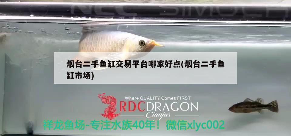 煙臺(tái)二手魚缸交易平臺(tái)哪家好點(diǎn)(煙臺(tái)二手魚缸市場(chǎng)) 金頭過背金龍魚