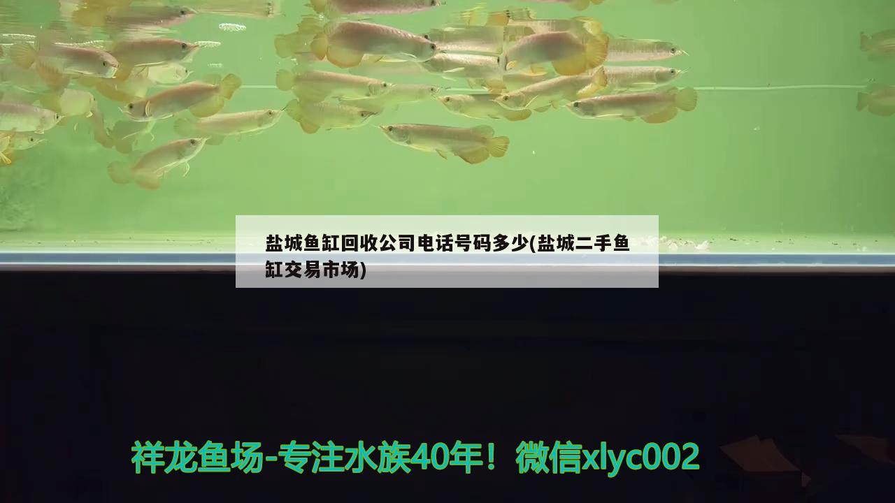 鹽城魚缸回收公司電話號碼多少(鹽城二手魚缸交易市場) 硝化細(xì)菌