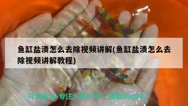 魚缸鹽漬怎么去除視頻講解(魚缸鹽漬怎么去除視頻講解教程) 七彩神仙魚