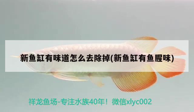 新魚(yú)缸有味道怎么去除掉(新魚(yú)缸有魚(yú)腥味) 黑帝王魟魚(yú)