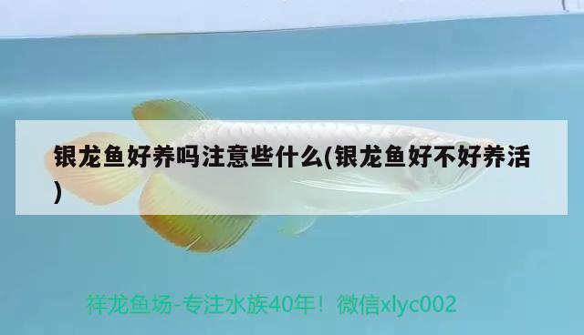 銀龍魚(yú)好養(yǎng)嗎注意些什么(銀龍魚(yú)好不好養(yǎng)活) 銀龍魚(yú)百科