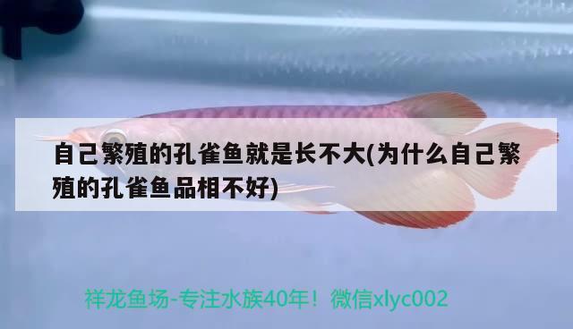 自己繁殖的孔雀魚就是長(zhǎng)不大(為什么自己繁殖的孔雀魚品相不好)